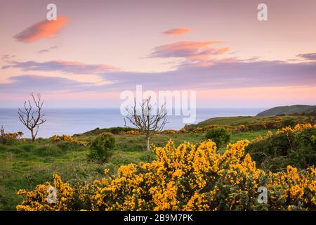 Gelber Gorsebusch in der Abendsonne auf der Landzunge Lydstep Pembrokeshire Wales Stockfoto