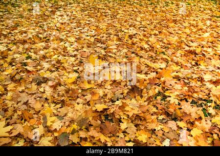 Teppich von abgestorbenen Blättern, die im Herbst den Boden bedecken Stockfoto