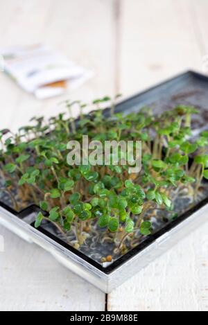 Wachsende Mikrogrüns aus Samen. Stockfoto