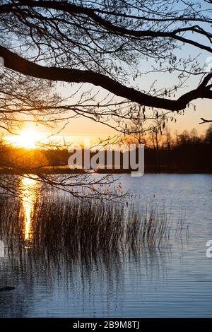 Schöner Sonnenuntergang auf dem Wasser auf einem blauen See oder Fluss mit Schilhouette von Schilf und Wald, senkrecht Stockfoto