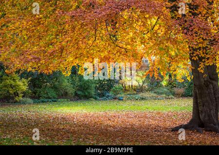 Blätter im Herbst Stockfoto