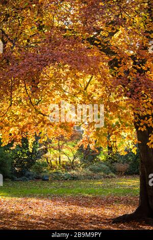 Blätter im Herbst Stockfoto