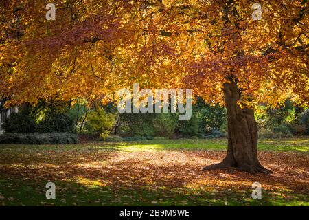 Blätter im Herbst Stockfoto