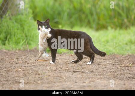 Hauskatze mit einem jungen Kaninchen, das sie gerade getötet hatte. Die Katze zeigt grünen Augenschein aus reflektiertem Licht und lässt ihn ziemlich finster erscheinen. Stockfoto