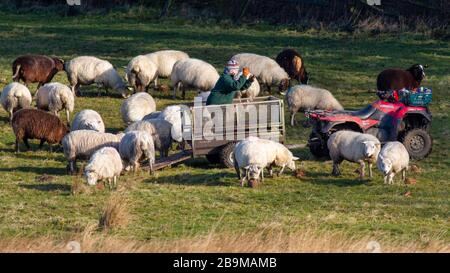 Weibliche Bäuerin, die eine Schaf Turnips füttert, indem sie sie von ihrem Anhänger Burley Woodhead, West Yorkshire, Großbritannien wirft Stockfoto