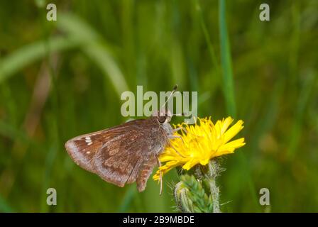Ein üblicher Skipper am Straßenrand, Amblyscirtes vialis, der sich von einer Löwenblume im Osten von Ontario, Kanada ernährt Stockfoto