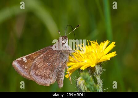 Ein üblicher Skipper am Straßenrand, Amblyscirtes vialis, der sich von einer Löwenblume im Osten von Ontario, Kanada ernährt Stockfoto