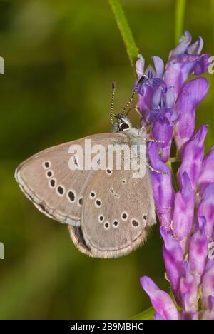 Ein silbrig blauer Schmetterling, Glaucopsyche lygdamus, der sich von Kuhstich in Ostontario, Kanada ernährt Stockfoto