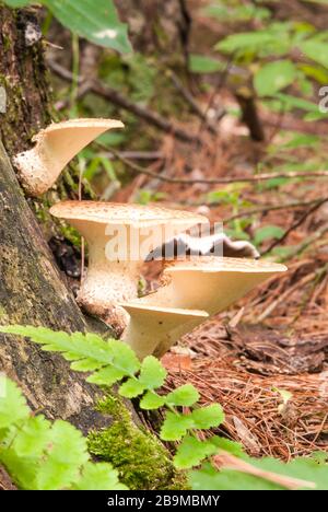 Dryads Sattel, Polyporus squamosus, ein Mitglied der Gruppe der Pilze der Halterung, wächst auf einem verfallenden Stumpf im Osten von Ontario, Kanada Stockfoto