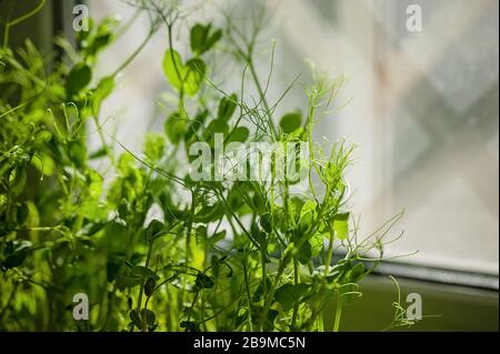 Mikrogrüns junger Erbsen. Küchengarten am Fenster. Gartenarbeit im Haus Stockfoto