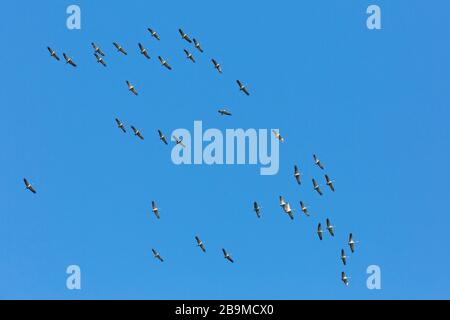 Große wandernde Schar von gemeinen Kränen / Eurasischer Kran (Grus Grus) fliegend / thermisch hochfliegend gegen blauen Himmel während der Migration Stockfoto