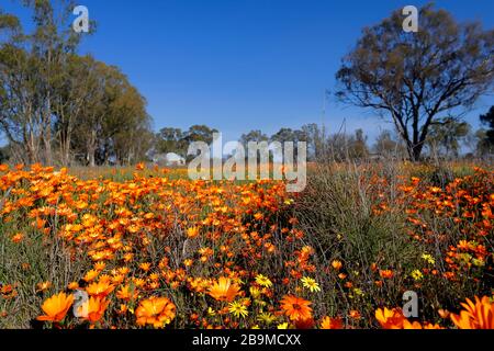 Wilde Blumen, Gazanien und Gänseblümchen, die sich während der Wildblumensaison im Dorf Nieuwoudtville, Nordkaper, reichlich über ein Feld ausbreiten. Stockfoto