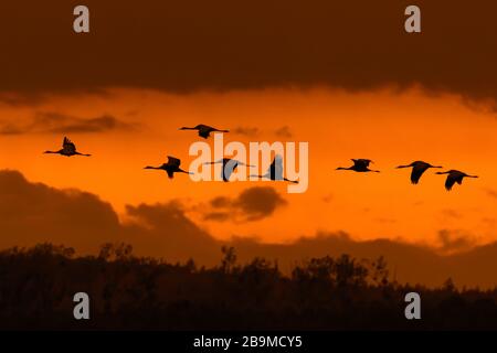 Wandernde Schar von gemeinen Kränen/Eurasischem Kran (Grus Grus), die bei der Migration bei Sonnenuntergang fliegen, Silhouette gegen orangefarbenen Himmel Stockfoto