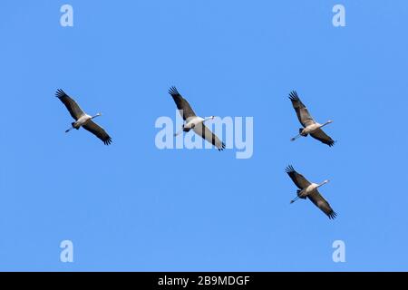 Vier umwandernde gemeine Krane / Eurasische Krane (Grus Grus) fliegen / Thermen während der Migration gegen blauen Himmel hoch Stockfoto