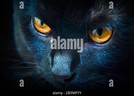 Nahaufnahme der wütenden schwarzen Katze auf der Suche nach Beute, gelbe Augen Stockfoto