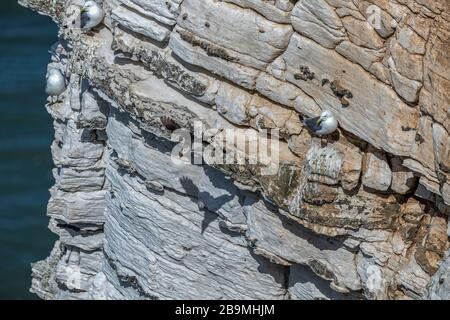 Puffin Flying Toawards Bempton Cliffs in Yorkshire Stockfoto