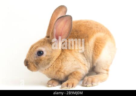 Rotbrauner rex-hase isoliert auf weißem Grund Stockfoto