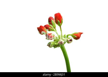 Bild von Indoor-Blume Geranium Pelargonium blüht mit roten Blumen auf weißem Hintergrund Stockfoto