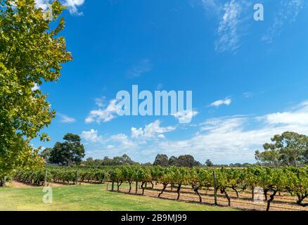 Reben im Weingut Sandalfords Wines, Swan Valley, Perth, Western Australia, Australien Stockfoto