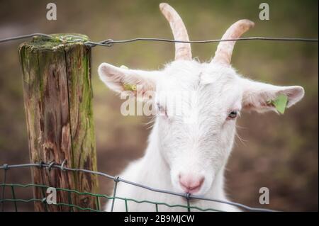 Schöne weiße Ziege ohne Hörner steht in einer Scheune. Schöne gepflegte Tiere Stockfoto