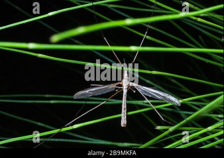 Kranfliege auch als Mückenhawk oder Papa Longlegs bekannt, die eine Horsetail-Anlage neben einem Fluss hochklettern Stockfoto