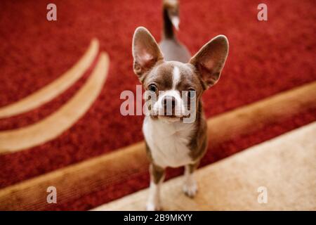 Niedlicher Hund zu Hause, Haustier will spielen. Der Hintergrund ist ein klassisches Sofa. Selektiver Fokus Stockfoto