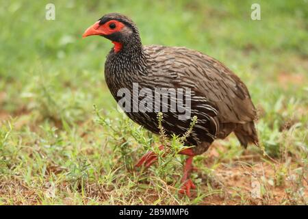 Rothalshühner, Kruger National Park Stockfoto