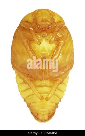 Puppe des Blumenkäfers in der Gattung Protaetia, Ventralansicht (Coleoptera, Scarabaeiae, Cetoniae) Stockfoto