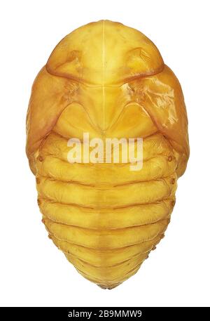 Puppe des Blumenkäfers in der Gattung Protaetia, dorsale Ansicht (Coleoptera, Scarabaeiae, Cetoniae) Stockfoto