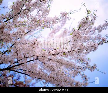 Guernsey. Pflanzen. Bäume. Kirschbaumblüte. Stockfoto
