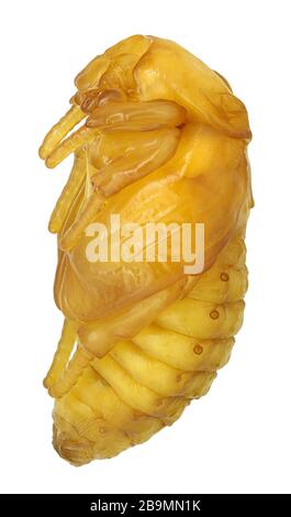 Pupa des Blumenkäfers in der Gattung Protaetia, Seitenansicht (Coleoptera, Scarabaeiae, Cetoniae) Stockfoto