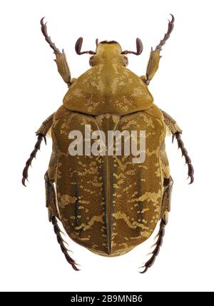 Isoliertes Exemplar von Protaetia Culta, einem Blumenkäfer aus Taiwan und Japan, auf weißem Grund Stockfoto