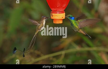 Marvelous Spatuletail (Loddigesia mirabilis) Erwachsene Männer, die an Zubringerfüttern mit glitzernden Violetear (Colibri-Coruscans) Huembo Lodge, Peru füttern Stockfoto