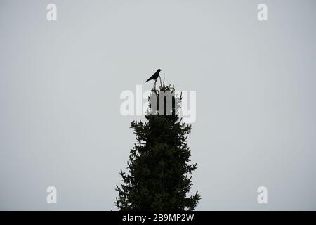 Ein Rabe oder Krähe, ein schwarzer Vogel, der auf einem Baumzweig in einer Silhouette sitzt Stockfoto