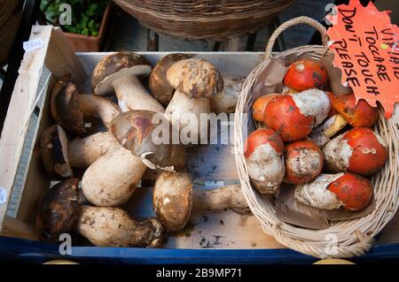 Penny Bun oder cep (Boletus edulis) und Caesars Pilze (Amanita caesarea) zu verkaufen, Montepulciano, Toskana, Italien Stockfoto