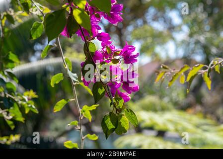 Bougainvillea Baum in Spanien Stockfoto