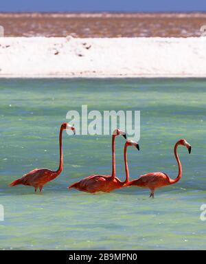 Fütterung von Pink Flamingos in Salzpfannen von Bonaire, Karibik Stockfoto