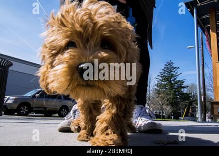 Cavapoo Puppy zu Fuß in Richtung Kamera, Big Head Puppy Stockfoto