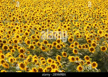Ein Feld voller gelber Sonnenblumen in der holländischen Landschaft im Sommer Stockfoto