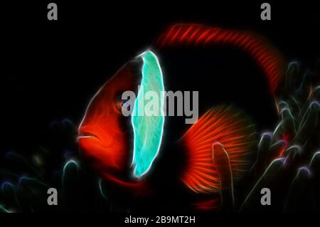 Fraktale Annäherung eines Bildes der Tomaten-Clownfische (Amphiprion frenatus (Lat)), die sich in Anemone, Panglao, Philippinen verstecken Stockfoto