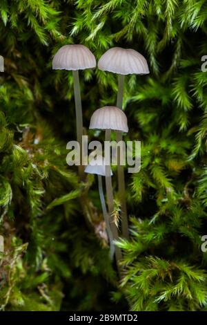 Mycena meliigena, wächst auf einem moosigen Totenkochen im Wald. Spanien Stockfoto