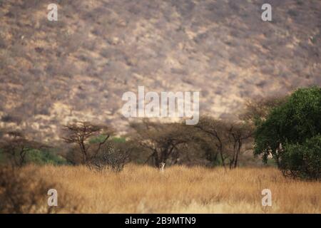 Ein Gepard scannt seine Umgebung in der Mitte des hohen trockenen Grases. Samburu National Reserve, Kenia. Stockfoto