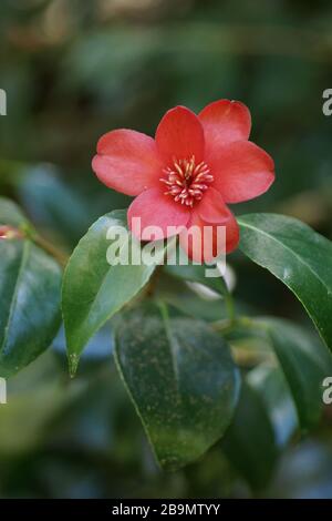 Camellia japonica 'Kimberly' Stockfoto