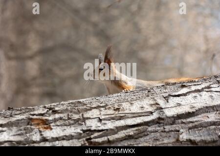 Ein kurioses Hörnchen blickt hinter einem Holzkehlel hervor. Frühlingmorgen Stockfoto