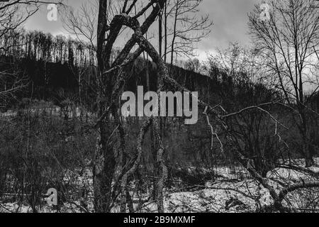 Alte Bäume in leerem Valey Stockfoto