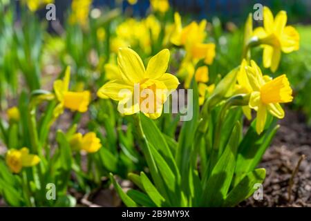 Petite Narcissus 'Tete-a-Tete' Narzissen in einem Heimatgarten. Stockfoto