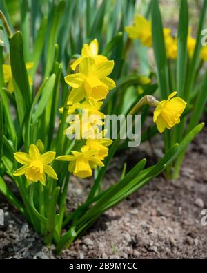 Petite Narcissus 'Tete-a-Tete' Narzissen in einem Heimatgarten. Stockfoto