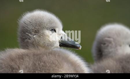 Nahaufnahme Profil Kopf eines Mute Swan, Cygnus olor, Cygnet auf dem Boden sitzend mit diffus grünem Hintergrund. Aufgenommen bei Stanpit Marsh UK Stockfoto