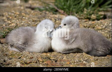 Mute Swan, Cygnus Olor, Cygnets Nebeneinander Mit Einem Wach Und Einem Schlief. Aufgenommen bei Stanpit Marsh UK Stockfoto