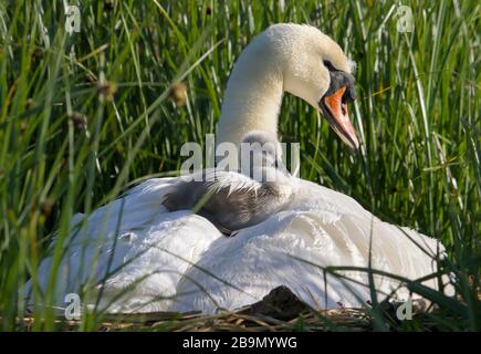 Mute Swan, Cygnus Olor, Erwachsener Im Reed Bed Mit Kleinem Cygnet Auf Dem Rücken. Aufgenommen bei Stanpit Marsh UK Stockfoto